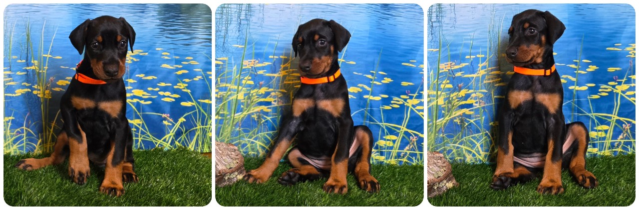 picture of doberman puppies