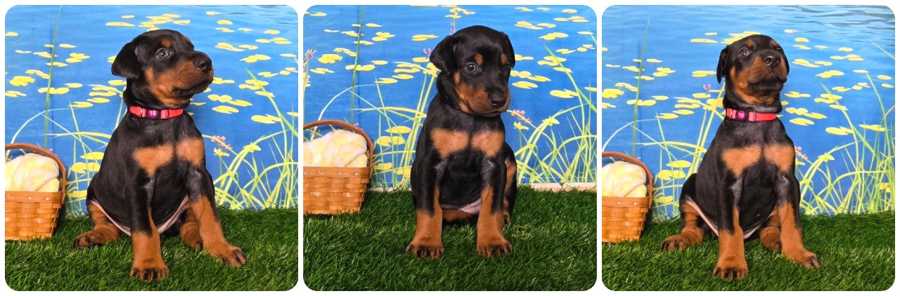 picture of doberman puppies