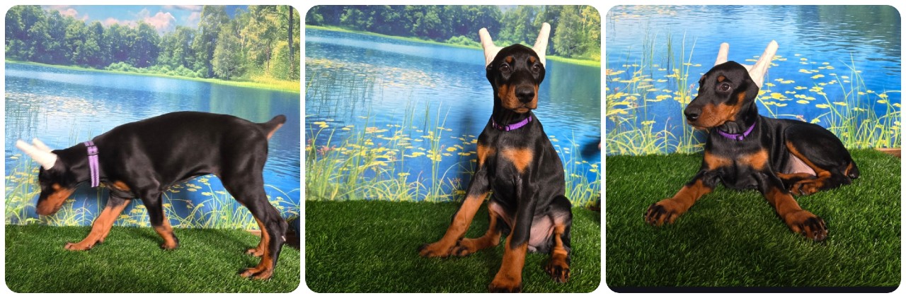 black female doberman puppy picture of doberman puppies