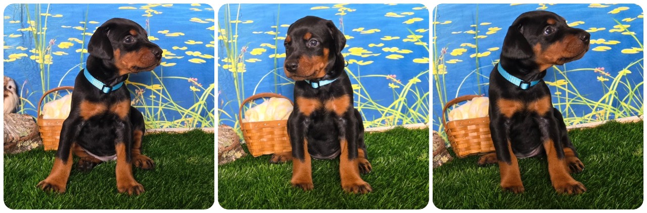 picture of doberman puppies