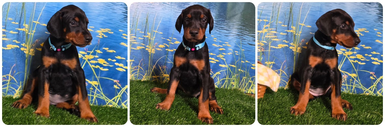 picture of doberman puppies