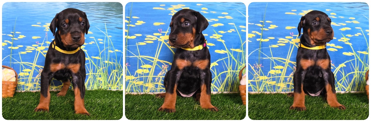 picture of doberman puppies