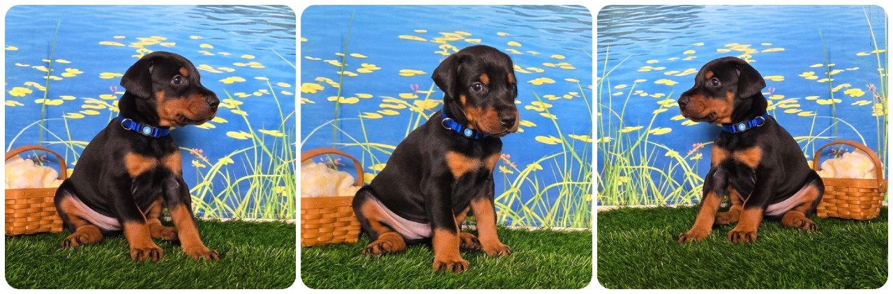 black male doberman puppy blue collar