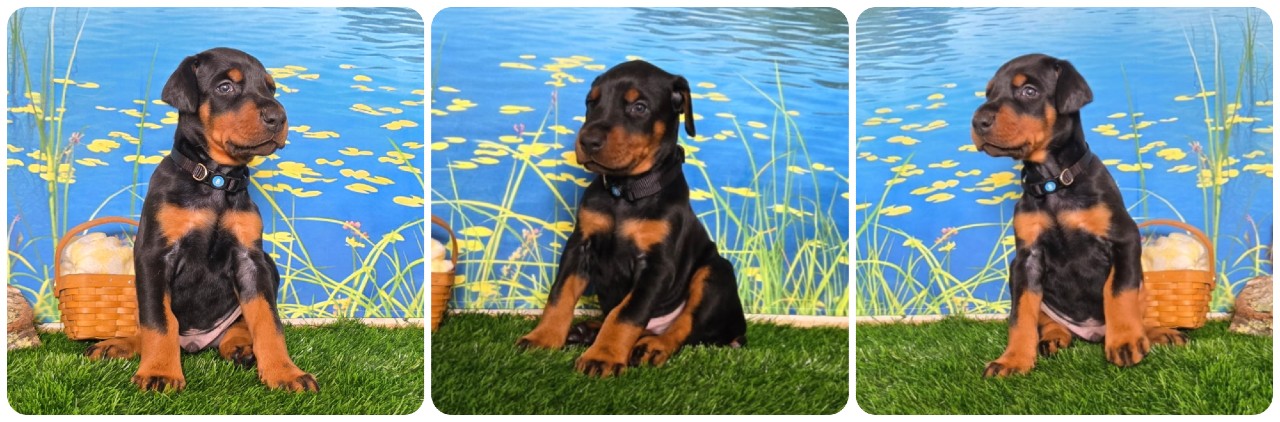 black male doberman puppy black collar