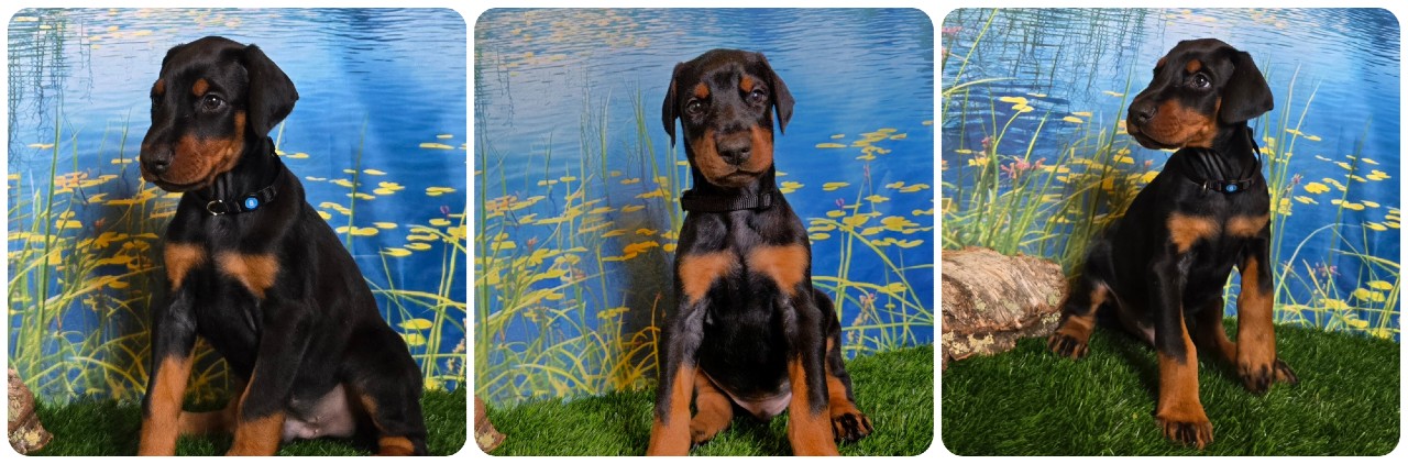black male doberman puppy black collar