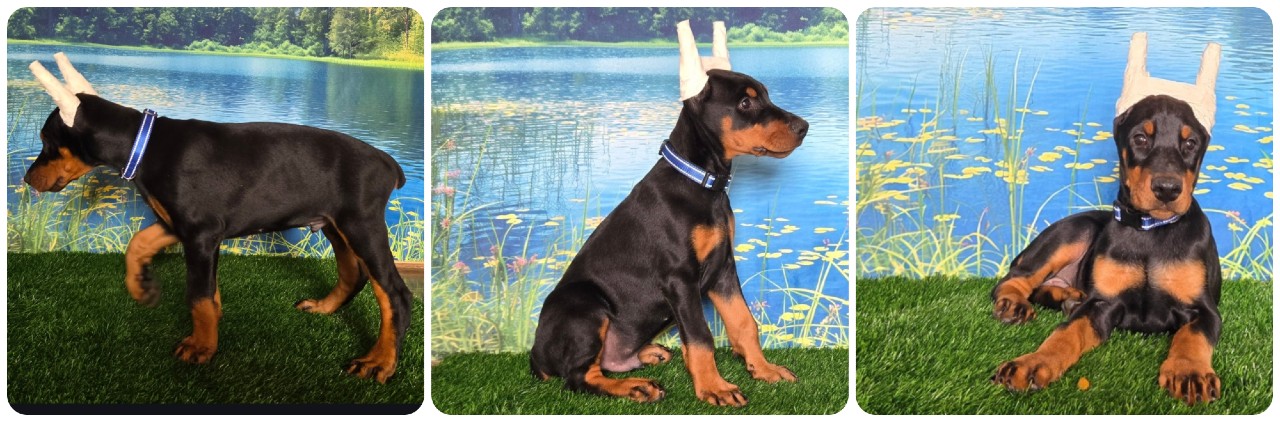picture of doberman puppies