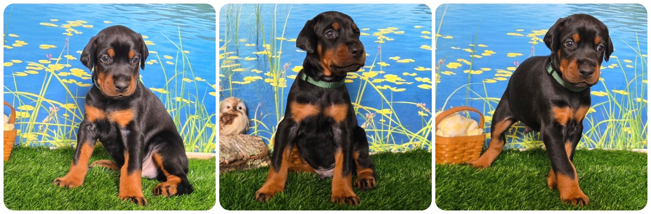 black male doberman puppy green collar