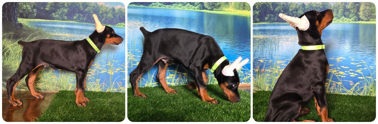 black male doberman puppy black male doberman puppy green collar