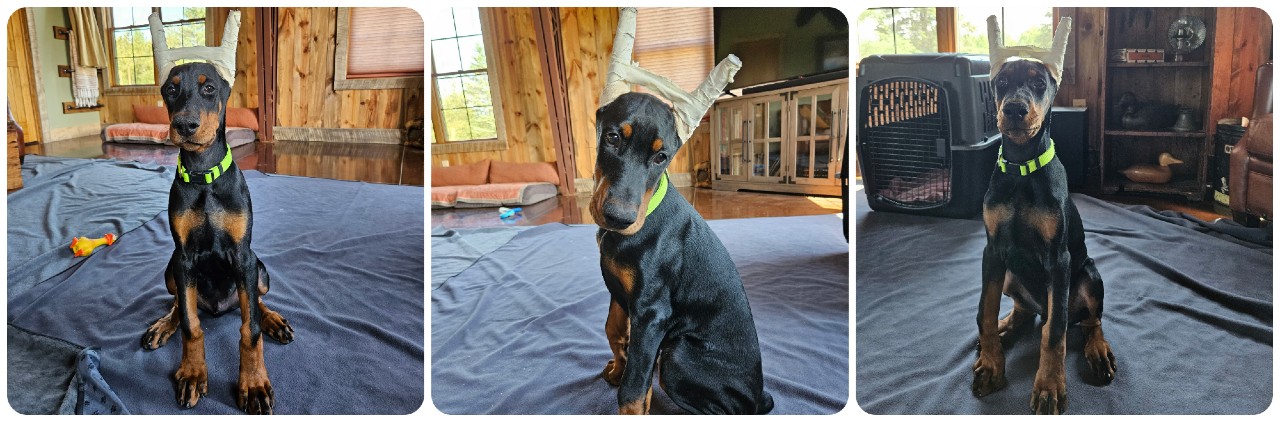 black male doberman puppy green collar