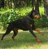 european doberman