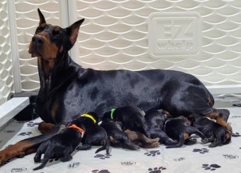 doberman puppies for sale