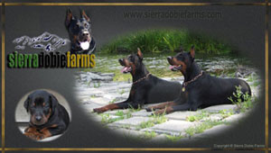 logo of doberman puppies Sierra Dobie Farms