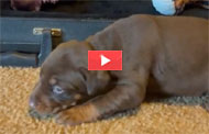 View puppy video