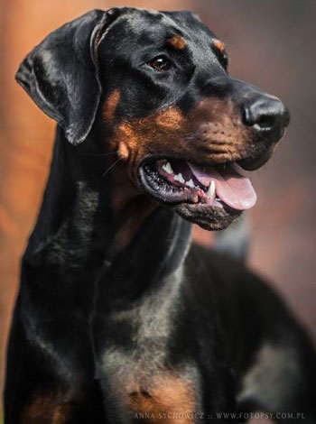 doberman