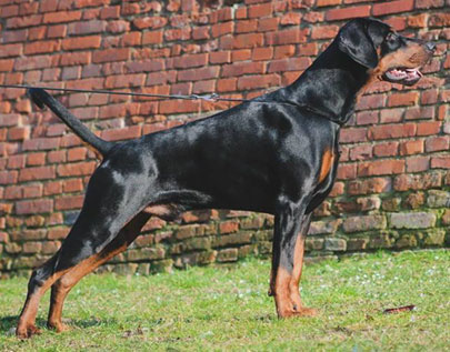 doberman