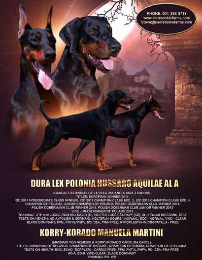 european doberman puppies for sale in USA