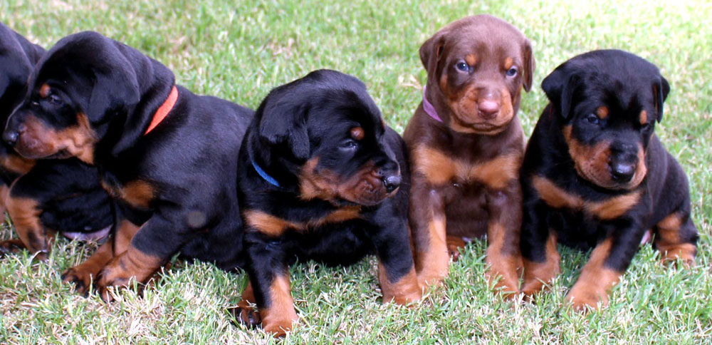 doberman puppies for sale