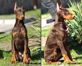 puppies for in USA - Dobie Farms