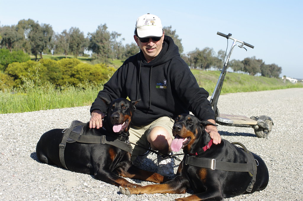 Picture of Steve Trader and Vegas Steve of Sierra Dobie Farms Dobermans